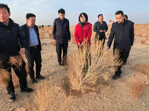 市政府副市长张如红调研乌拉特后旗、乌拉特中旗“三北”工程建设情况